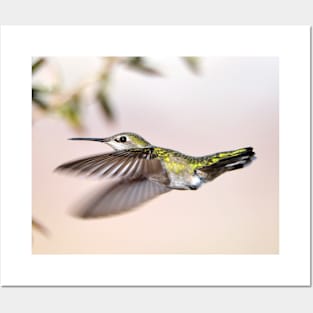 Flying Anna's Hummingbird Posters and Art